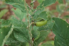 Crotalaria semperflorens